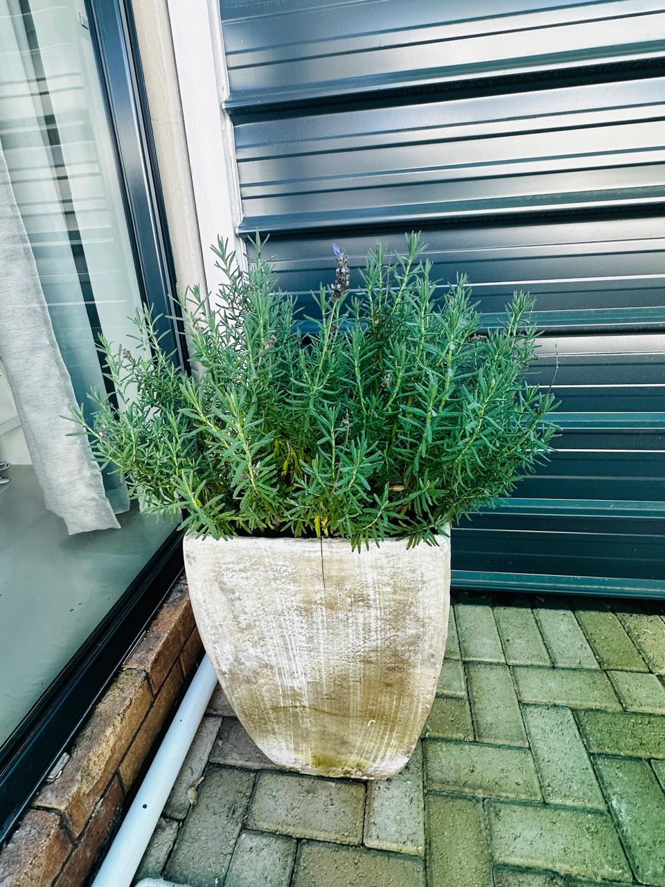 Courtyard planter with greenery